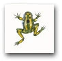 Ceramic Tile Trends - Critters / Frogs (Striped)